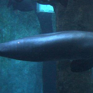 2013 Sao Paulo Aquarium