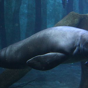 2013 Sao Paulo Aquarium