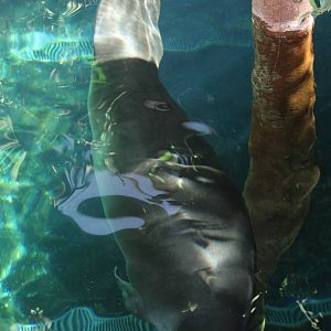 2013 Sao Paulo Aquarium