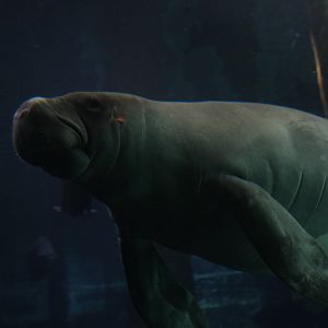 2013 Sao Paulo Aquarium