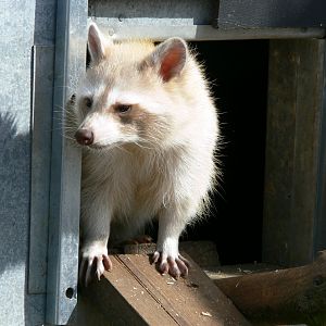 Blonde raccoon