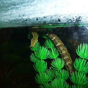 Tentacled water snake, June 2013.