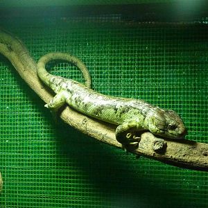 Prehensile-tailed skink, June 2013.