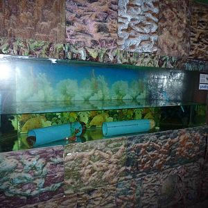 Elephant trunk snake tank, June 2013.