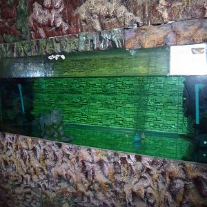 Electric eel tank, June 2013.