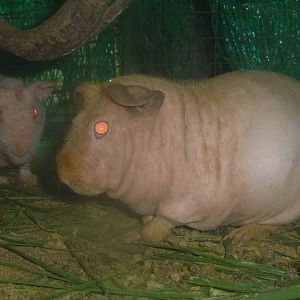 Hairless guinea pigs, June 2013.