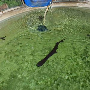 Paddlefish, June 2013.