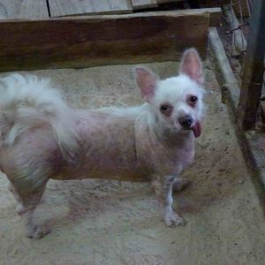 Hairless dog, June 2013.