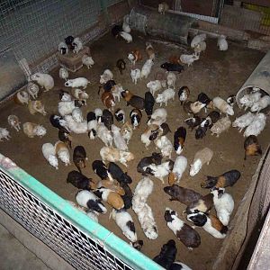 Guinea pigs, June 2013.