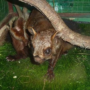 Red giant flying squirrel, June 2013.