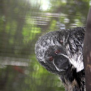 Rio Tapajos saki (Pithecia irrorata)