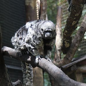 Rio Tapajos saki (Pithecia irrorata)