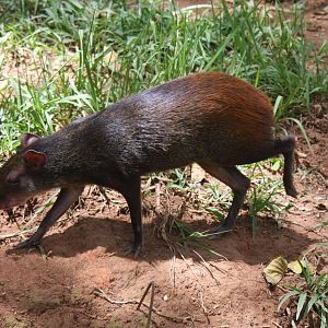 red-rumped agouti (Dasyprocta leporina)