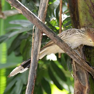 Guira Cuckoo