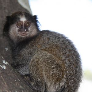 wild black-tufted marmoset (Callithrix penicillata)