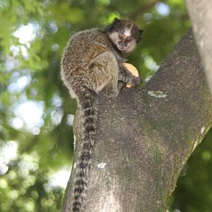 wild black-tufted marmoset (Callithrix penicillata)