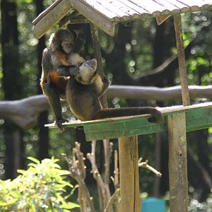 golden-bellied capuchin (Sapajus xanthosternos)