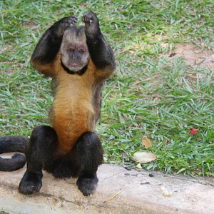 golden-bellied capuchin (Sapajus xanthosternos)