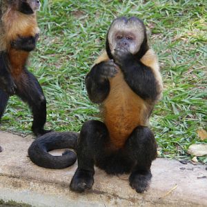 golden-bellied capuchin (Sapajus xanthosternos)