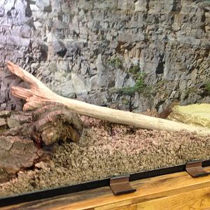 PBRS- European Legless Lizard Tank