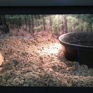 PBRS- Bull Snake Tank