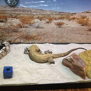 PBRS- Bearded Dragon Tank
