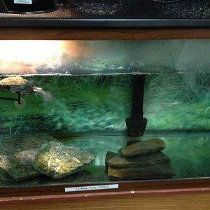 PBRS- Map Turtle Tank