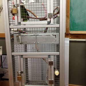 PBRS- Yellow-Throated Amazon Cage