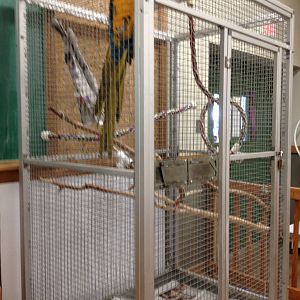 PBRS- Blue and Gold Macaw Cage