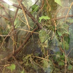 PBRS- Walking Stick Tank