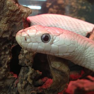 PBRS- Leucistic Black Rat Snake