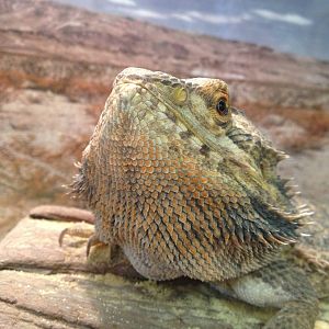 PBRS- Bearded Dragon