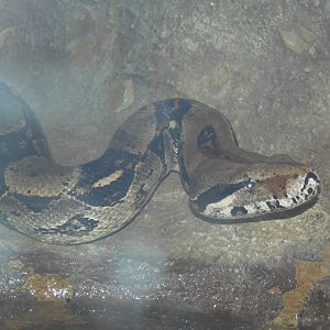 South American Rainforest- Boa Constrictor