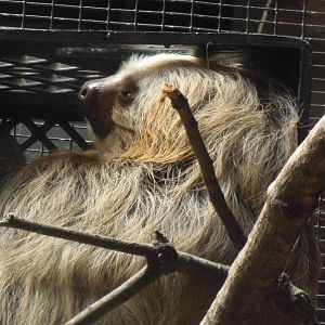 South American Rainforest- Two-Toed Sloth