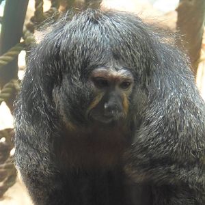 South American Rainforest- Saki Female