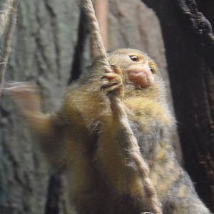 South American Rainforest- Weechie the Marmoset