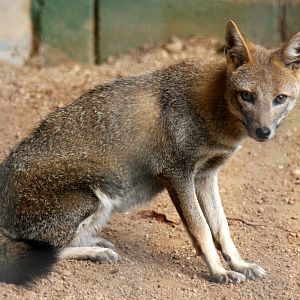 hoary fox (Lycalopex vetulus)