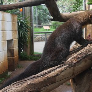 tayra (Eira barbara)