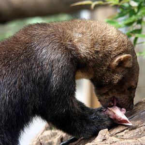 tayra (Eira barbara)
