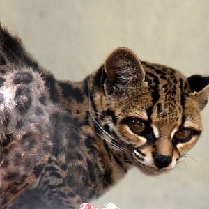Margay (Leopardus wiedii)
