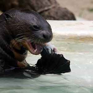 giant otter (Pteronura brasiliensis)