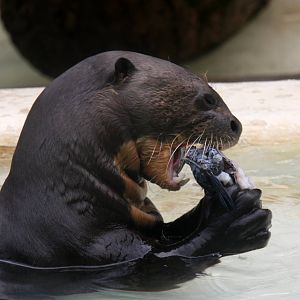 giant otter (Pteronura brasiliensis)