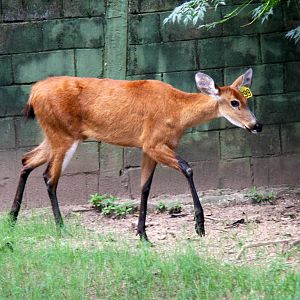 marsh deer (Blastocerus dichotomus)