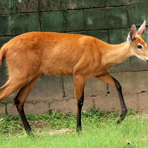 marsh deer (Blastocerus dichotomus)