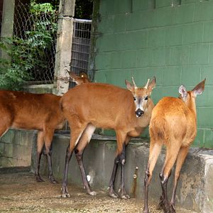 marsh deer (Blastocerus dichotomus)