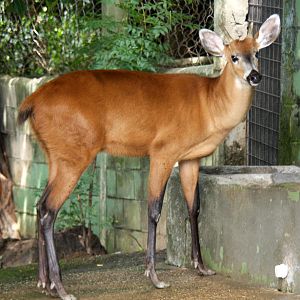 marsh deer (Blastocerus dichotomus)