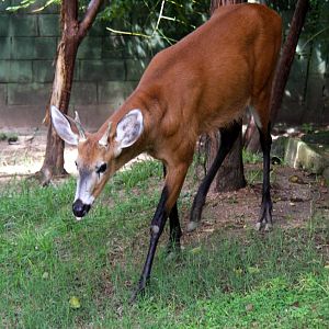 marsh deer (Blastocerus dichotomus)