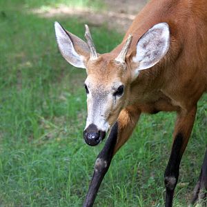 marsh deer (Blastocerus dichotomus)