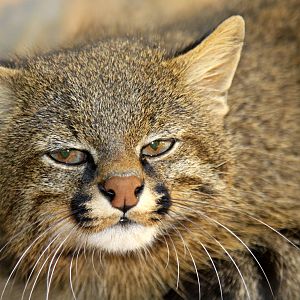 Colocolo (Leopardus colocolo)