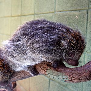 Sphiggurus spinosus- Paraguaian hairy dwarf porcupine
